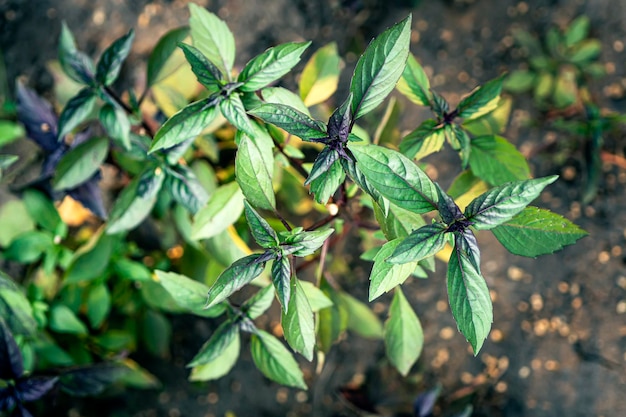 Plantación de basílica morada y verde. Albahaca verde y púrpura orgánica fresca que crece en el jardín Vista superior de una gran cantidad de hojas de albahaca verde y púrpura fresca Vegetación, comida orgánica natural de jardín verde