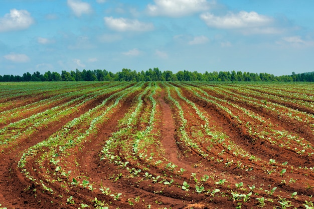 Plantación de brócoli con plantas jóvenes.