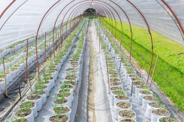 Plantación de brotes de cebolla en la fila de campo de granja agrícola