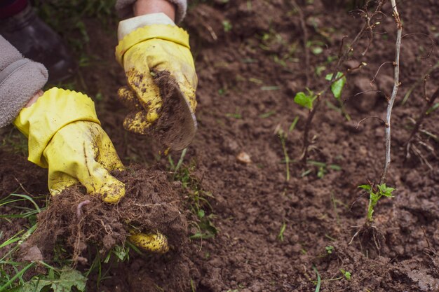 Plantación de brotes de frutas por el agricultor en el jardín de la casa de campo. Concepto de trabajo de temporada de jardín. Las manos se cierran para arriba.