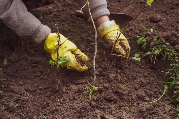 Plantación de brotes de frutas por granjero en el lecho del jardín de la casa de campo Concepto de trabajo estacional del jardín Manos cerca