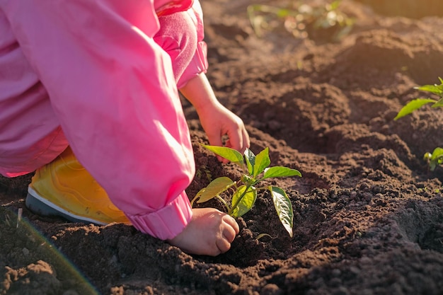 Plantación de brotes de vegetación en invernadero Temporada de siembra de hortalizas