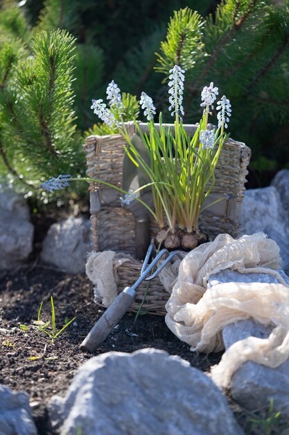 Plantación de bulbos de flores de Muscari en el jardín. Restos en el país. Cuidando la naturaleza