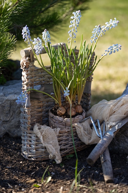 Plantación de bulbos de flores de Muscari en el jardín. Restos en el país. Cuidando la naturaleza