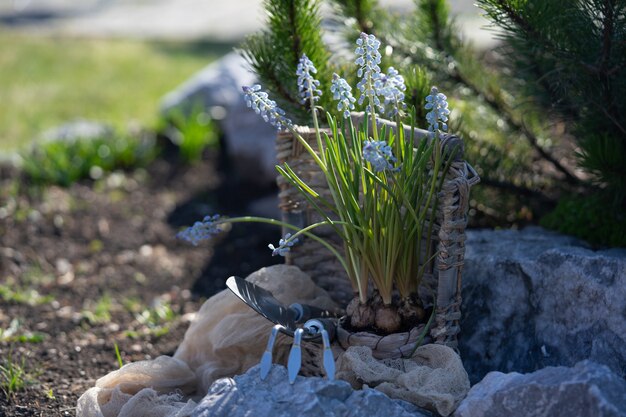 Plantación de bulbos de flores de Muscari en el jardín. Restos en el país. Cuidando la naturaleza