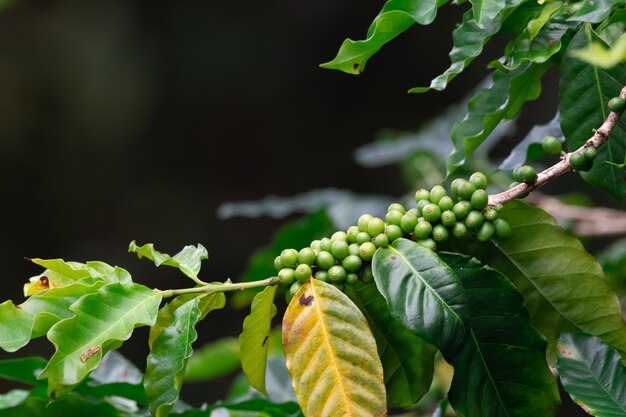 Plantación de café, cultivo de café.