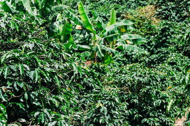 Plantación de café en Minas Gerais Brasil