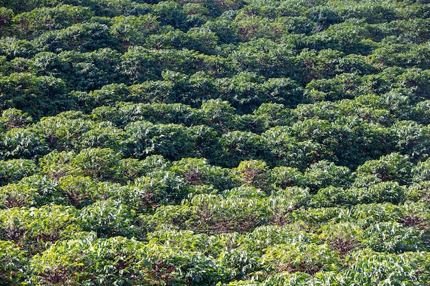 Plantación de cafe verde