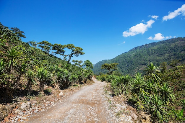 Foto plantación de café