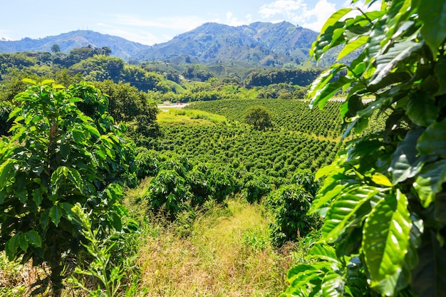 Foto plantación de café