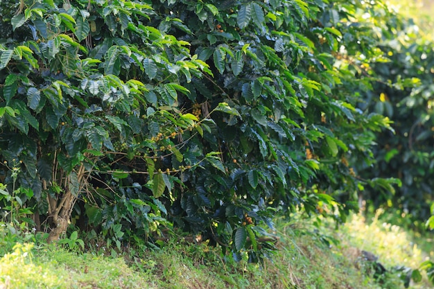 Plantacion de cafe