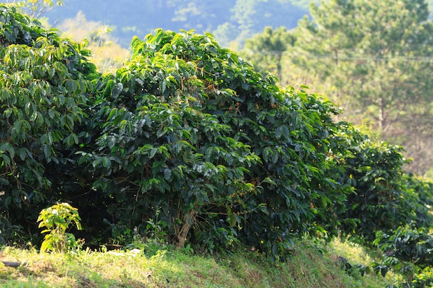 Plantacion de cafe