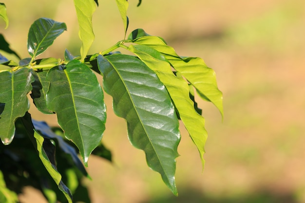 Plantacion de cafe