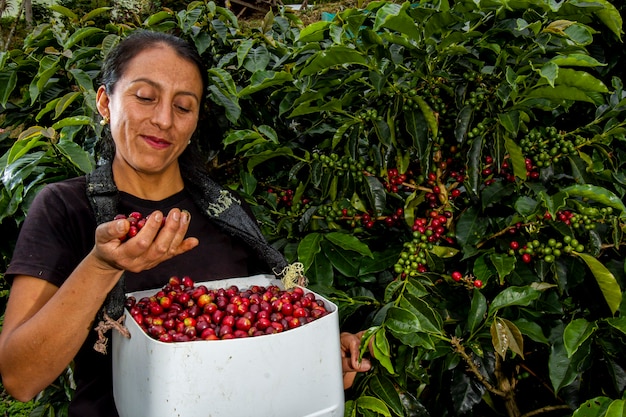 Foto plantación de café