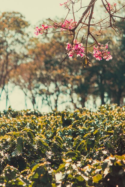 Plantación de cafetales y flores