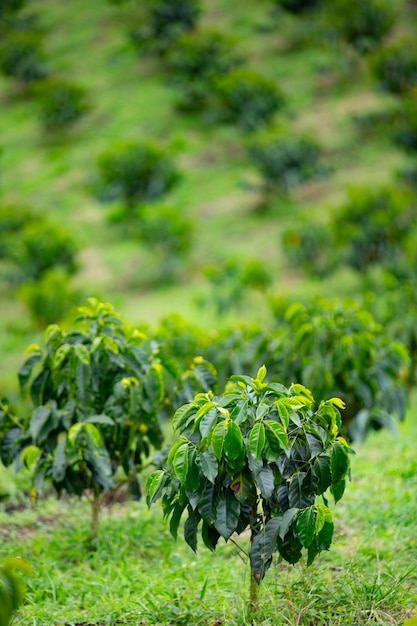 Plantación de cafetos en Colombia