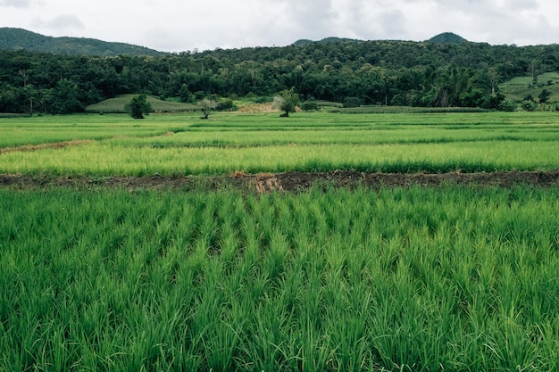 Plantación en el campo de arroz verde