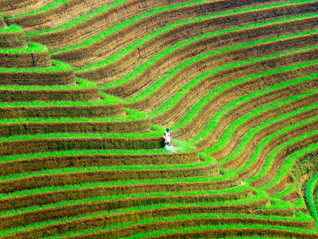 Foto plantación de campo de cebolla