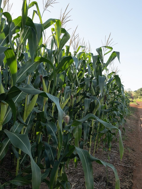 Plantación de campo de maíz Agricultura en el Medio Oeste de Brasil