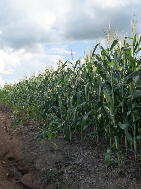 Plantación de campo de maíz en Brasil Enfoque selectivo