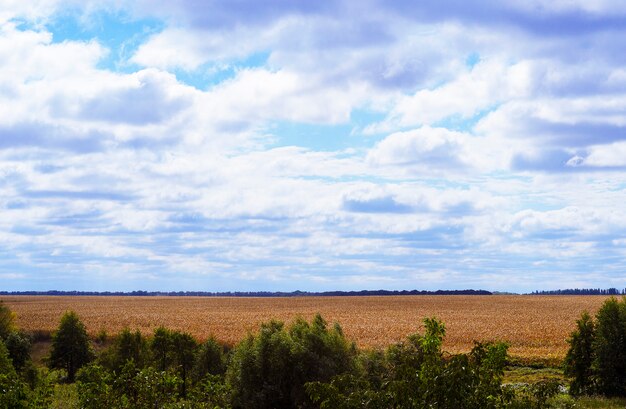 Plantación de campo de maíz de otoño y grandes nubes en el cielo