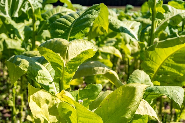 Plantación de campo de tabaco bajo un cielo azul con grandes hojas verdes