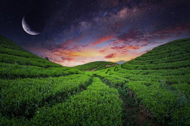 Plantación de campo de té en una hermosa noche y cielo