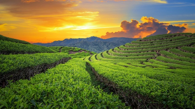 Plantación de campo de té en la hermosa puesta de sol