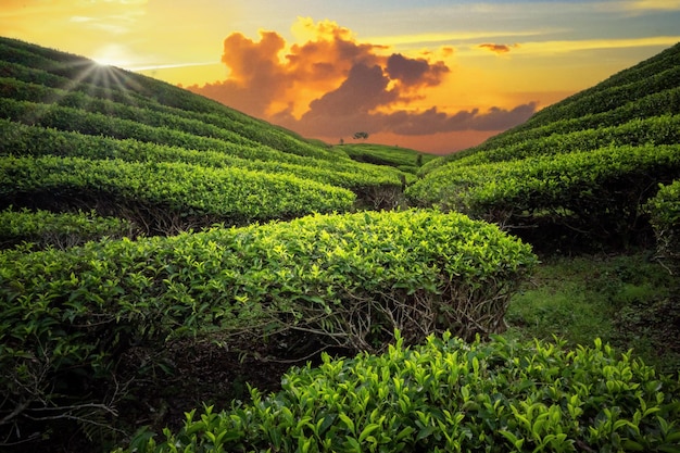 Plantación de campo de té en la hermosa puesta de sol