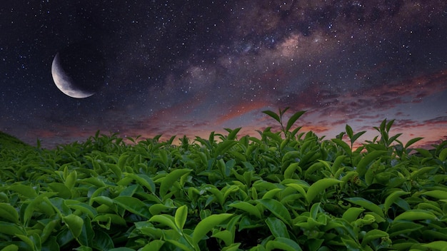 Plantación de campo de té en la hermosa puesta de sol