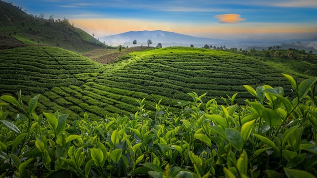 Plantación de campo de té en el hermoso cielo del atardecer