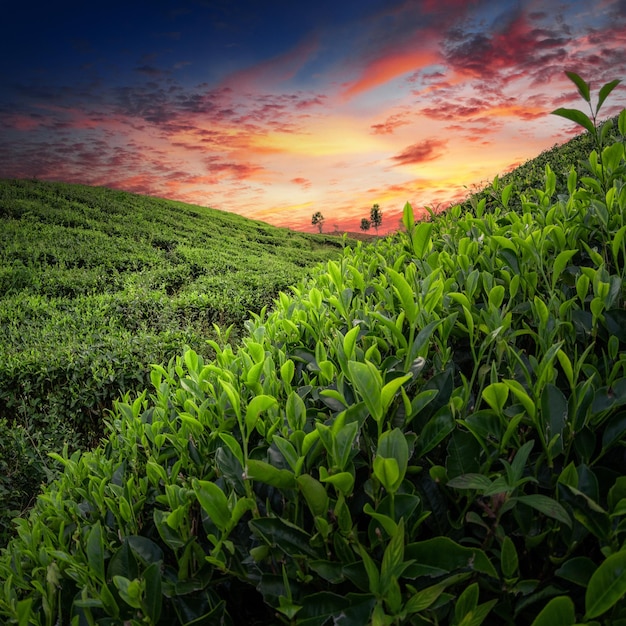 Plantación de campo de té en el hermoso cielo del atardecer