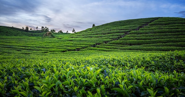 Plantación de campo de té en un hermoso día y cielo