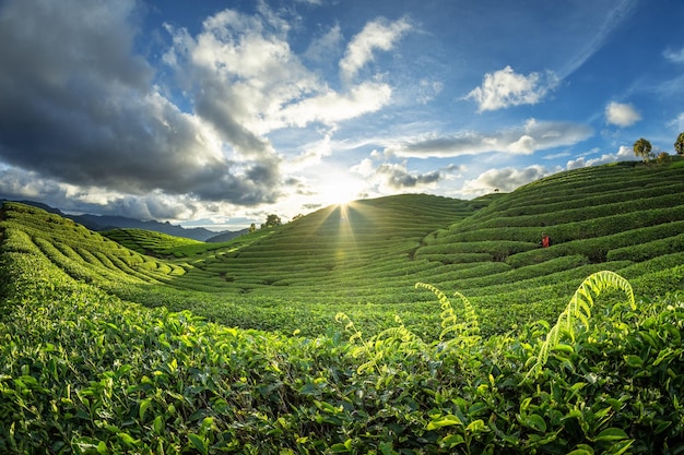 Plantación de campo de té en un hermoso día y cielo