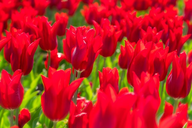 Plantación de campo de tulipanes hermosos. Cultivo comercial de tulipanes en jardín botánico