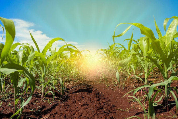 Plantación de campo verde de maíz con puesta de sol Fondo de cielo azul nublado