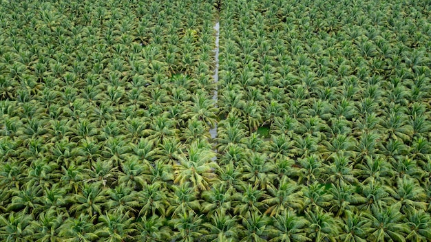 Plantación de campos agrícolas de coco de color verde en una fila y vista de ángulo alto de agua fotografía de drone