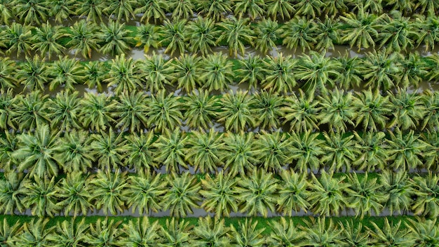 Plantación de campos agrícolas de coco de color verde en una fila y vista superior de la antena de agua fotografía de drone