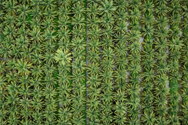 Plantación de campos agrícolas de coco de color verde en una fila y vista superior de la antena de agua fotografía de drone