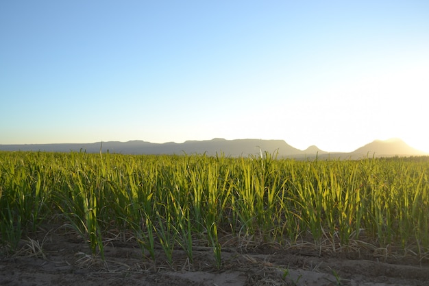 Plantación de caña de azúcar al amanecer