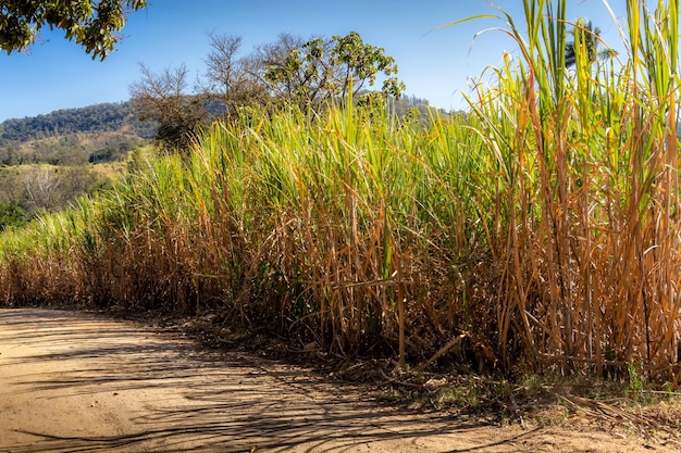 Plantación de caña de azúcar al lado de un camino de tierra con montañas y vegetación al fondo