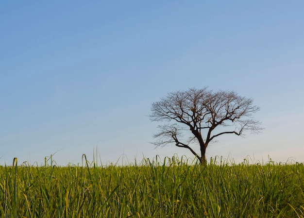 Plantación de caña de azúcar brasileña en un día soleado