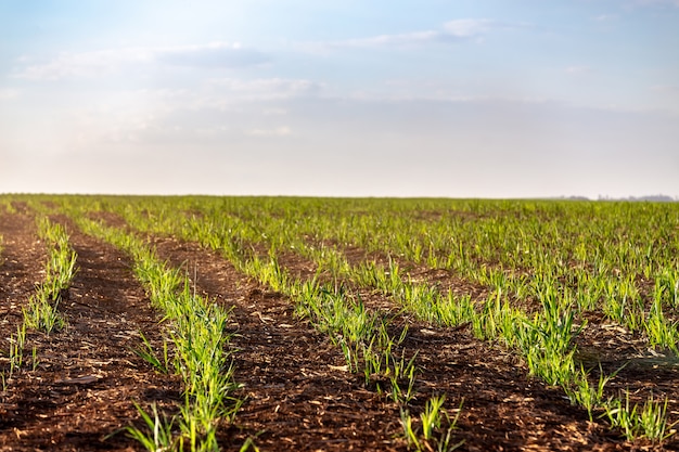 Plantación de caña de azúcar en el campo de Brasil