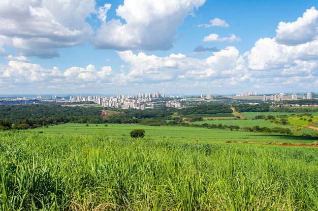 Plantación de caña de azúcar en la ciudad de Ribeirao Preto