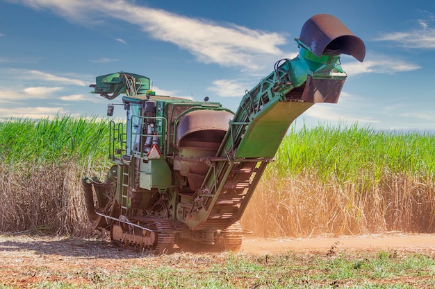 Foto plantación de la caña de azúcar de la cosecha de la máquina.