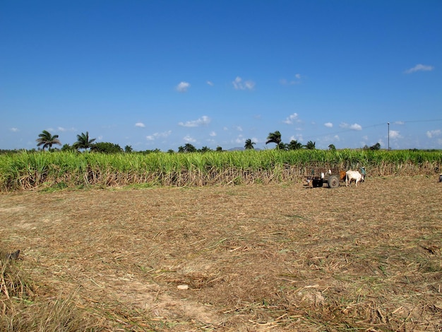 Plantación de caña de azúcar en Cuba