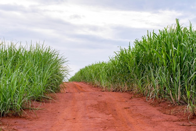 Plantación de caña de azúcar en un día soleado