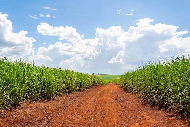 Plantación de caña de azúcar en un día soleado