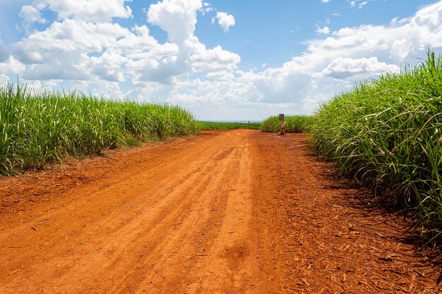 Plantación de caña de azúcar en un día soleado