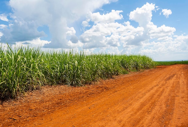 Foto plantación de caña de azúcar en un día soleado